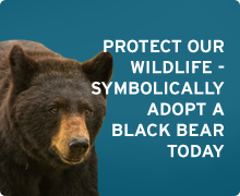Adopt a black bear